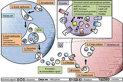 Exosomes: Basic Biology and Technological Advancements Suggesting Their Potential as Ischemic Heart Disease Therapeutics